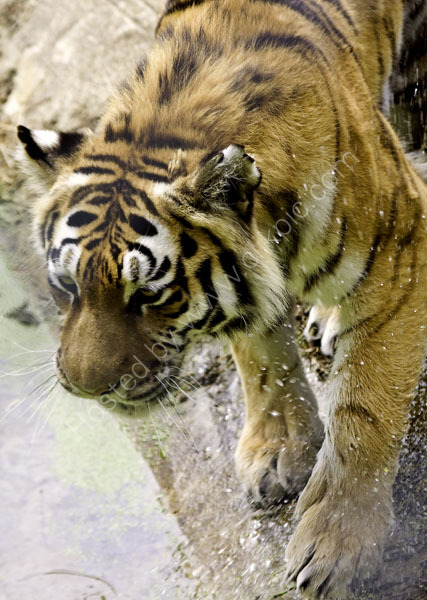Siberian Tiger